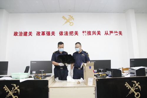 鶴山海關查獲瀕危玳瑁制品 生物技術開發在野生動物保護中的關鍵作用