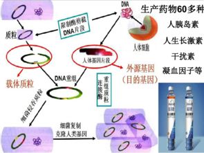 現(xiàn)代生物技術(shù)的發(fā)展 生物技術(shù)開發(fā)